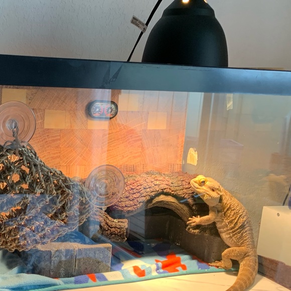 🎈HOST PICK🎈| Fish/Reptile Structure - Picture 6 of 6